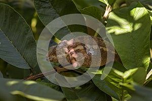 Panther Chameleon - Furcifer pardalis, Madagascar