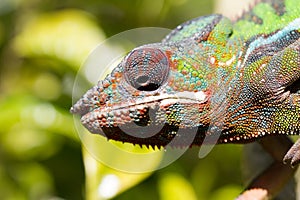 Panther chameleon Furcifer pardalis from Madagascar