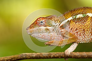 Panther chameleon, furcifer pardalis, Madagascar wildlife
