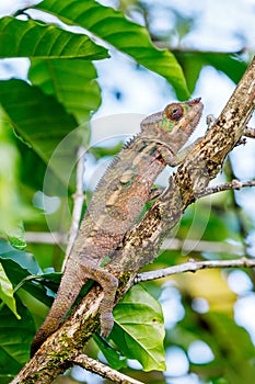 Panther chameleon, furcifer pardalis, Madagascar wildlife