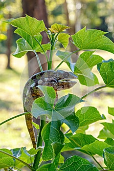 Panther chameleon, Furcifer pardalis, Masoala Madagascar