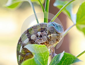 Panther chameleon, Furcifer pardalis, Masoala Madagascar