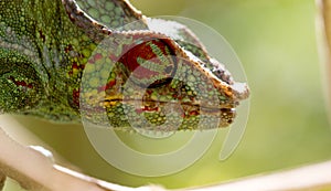 Panther chameleon Furcifer pardalis, portrait