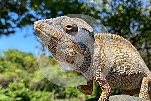 Panther chameleon (Furcifer pardalis), portrait