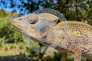 Panther chameleon (Furcifer pardalis), portrait