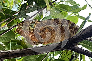 Panther chameleon (Furcifer pardalis), portrait