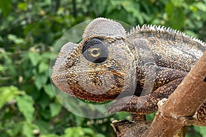 Panther chameleon (Furcifer pardalis), portrait