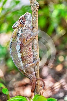 Panther chameleon, Furcifer pardalis, Reserve Peyrieras Madagascar Exotic, Madagascar wildlife