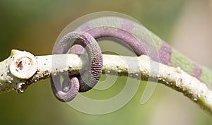 Panther chameleon Furcifer pardalis, rolled up tail