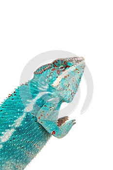 The panther chameleon, Furcifer pardalis on white