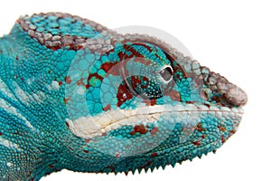 The panther chameleon, Furcifer pardalis on white