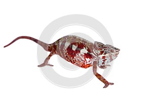 The panther chameleon, Furcifer pardalis on white