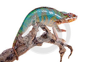 The panther chameleon, Furcifer pardalis on white