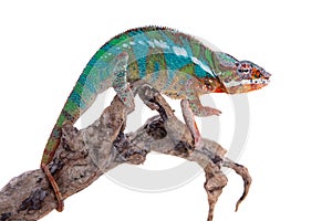 The panther chameleon, Furcifer pardalis on white