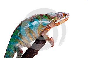 The panther chameleon, Furcifer pardalis on white