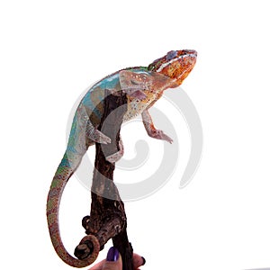 The panther chameleon, Furcifer pardalis on white