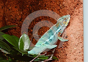 Panther Chameleon at Jersey Zoo