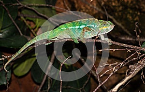 Panther Chameleon at Jersey Zoo