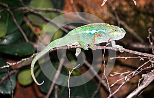 Panther Chameleon at Jersey Zoo