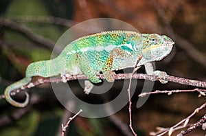 Panther Chameleon at Jersey Zoo