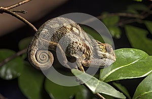 Panther chameleon photo