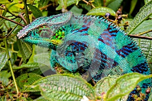 Panther Chameleon lat. Furcifer pardalis Madagascar photo