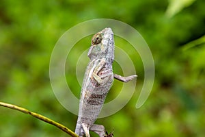 Panther Chameleon in Lokobe Nature Special Reserve, Madagascar, Nosy Be