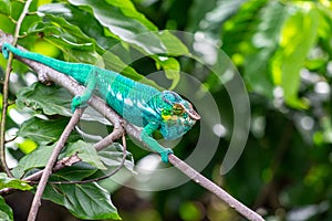 Panther Chameleon in Lokobe Nature Special Reserve, Madagascar, Nosy Be