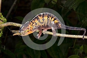 Panther chameleon, marozevo