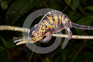 Panther chameleon, marozevo