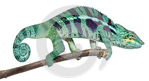 Panther Chameleon Nosy Be