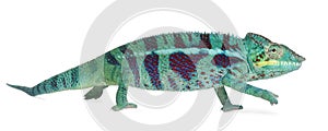 Panther Chameleon Nosy Be, Furcifer pardalis