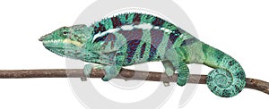 Panther Chameleon Nosy Be, Furcifer pardalis