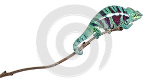 Panther Chameleon Nosy Be, Furcifer pardalis