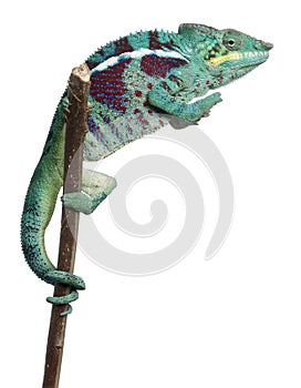 Panther Chameleon Nosy Be, Furcifer pardalis