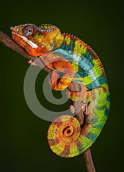 Panther Chameleon at rest