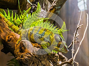 Panther chameleon sitting on a branch, popular tropical reptile pet from Madagascar