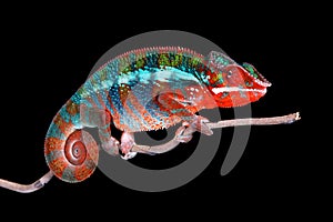 Panther Chameleon on stick with Black Background