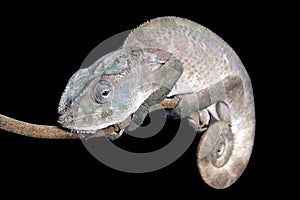 Panther Chameleon on stick with Black Background