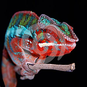Panther Chameleon on stick with Black Background Detail