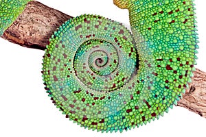 Panther Chameleon Tail