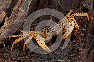 Panther crab photo