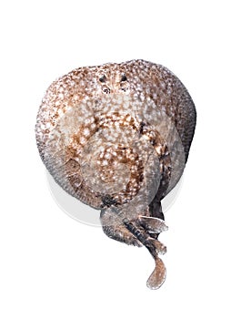 Panther Electric Ray Torpedo panthera isolated on a white background, dangerous underwater animal. Close Up of Leopard stingray