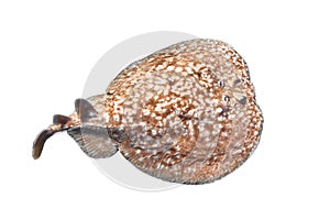 Panther electric ray Torpedo panthera isolated on a white background. Dangerous underwater animal, Red Sea, Egypt. Close up