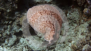 Panther Electric Ray Torpedo panthera in Red Sea, Egypt. Camouflage Marble Spotted Stingray swimming in coral reef deep over