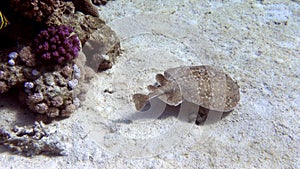 Panther Electric Ray Torpedo panthera in Red Sea, Egypt. Camouflage spotted Stingray hiding, swimming deep over sandy ocean bed