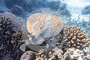 Panther Electric Ray Torpedo panthera In Red Sea, Egypt. Dangerous Underwater Animal Above Tropical Coral Reef. Close Up