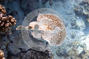 Panther Electric Ray Torpedo panthera In Red Sea, Egypt. Dangerous Underwater Animal Above Tropical Coral Reef. Close Up