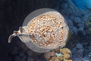 Panther Electric Ray Torpedo panthera In Red Sea, Egypt. Dangerous Underwater Animal Near Tropical Coral Reef. Close Up