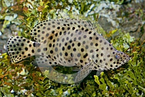 Panther fish (Cromileptes altivelis)